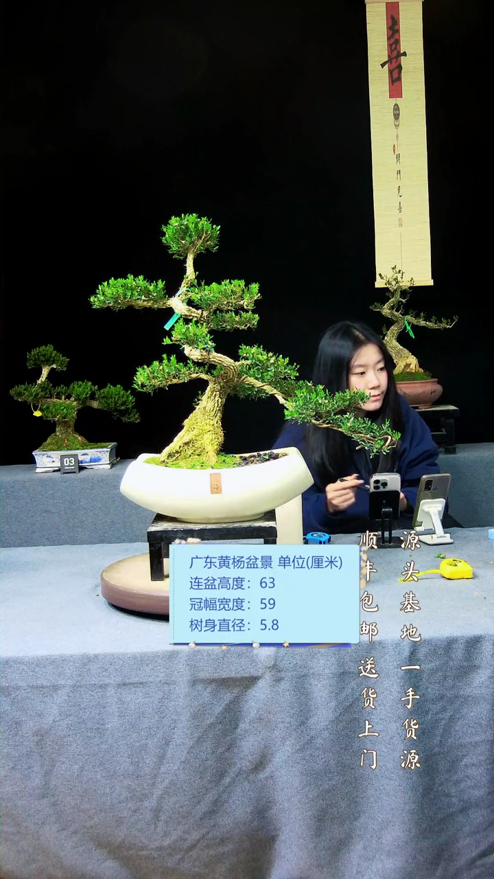 【闪购商品】黄杨盆景黄杨盆景