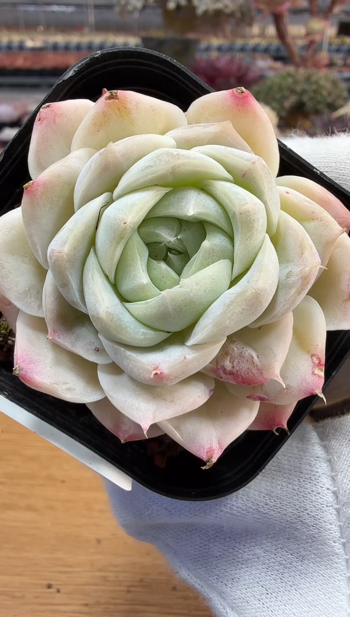 东云多肉园二店-211