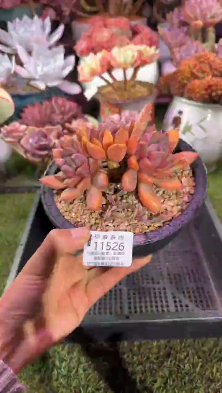 【闪购商品】11526