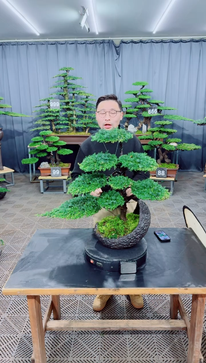 无花朵盆景.......