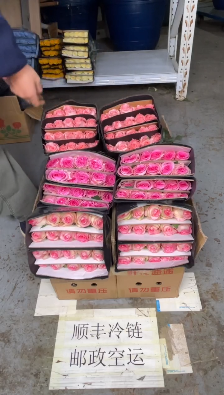 艾沙20枝+洛神20枝+戴安娜20枝