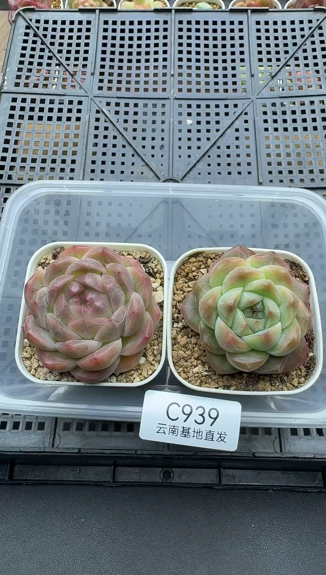 珍妮杂交多肉C939