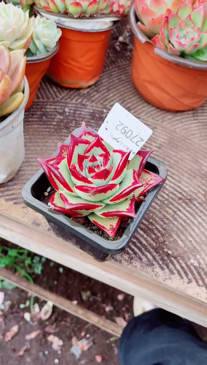 嘿***包跃跃精品多肉27092