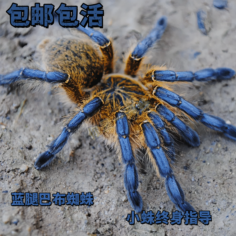 南非蓝腿巴布HP2-7厘米比橙巴布更漂亮稳定金属色进阶品种帅气