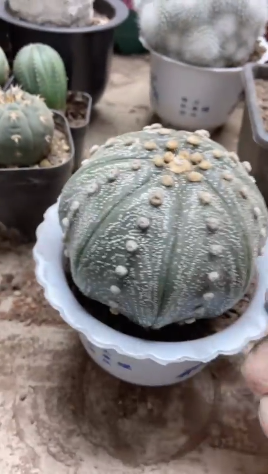 大兜仙人球一物一拍