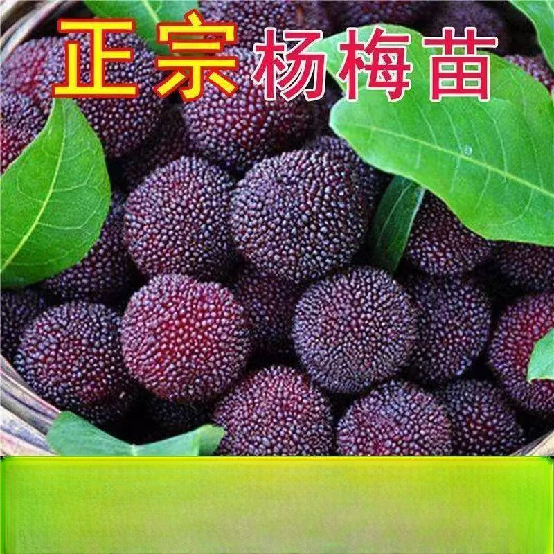 东魁杨梅苗大小苗带叶子南北方杨梅果树盆载地载