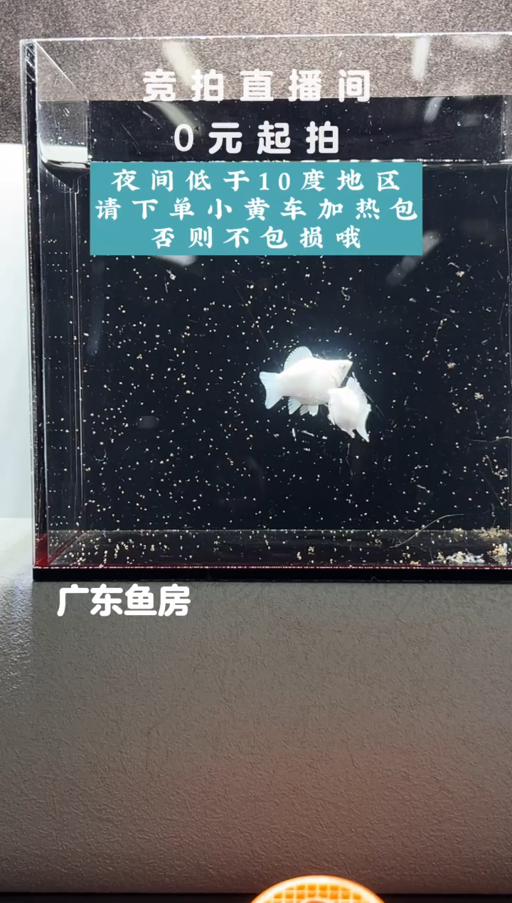 孔雀鱼元宝体瓷白玛丽球一对编号71