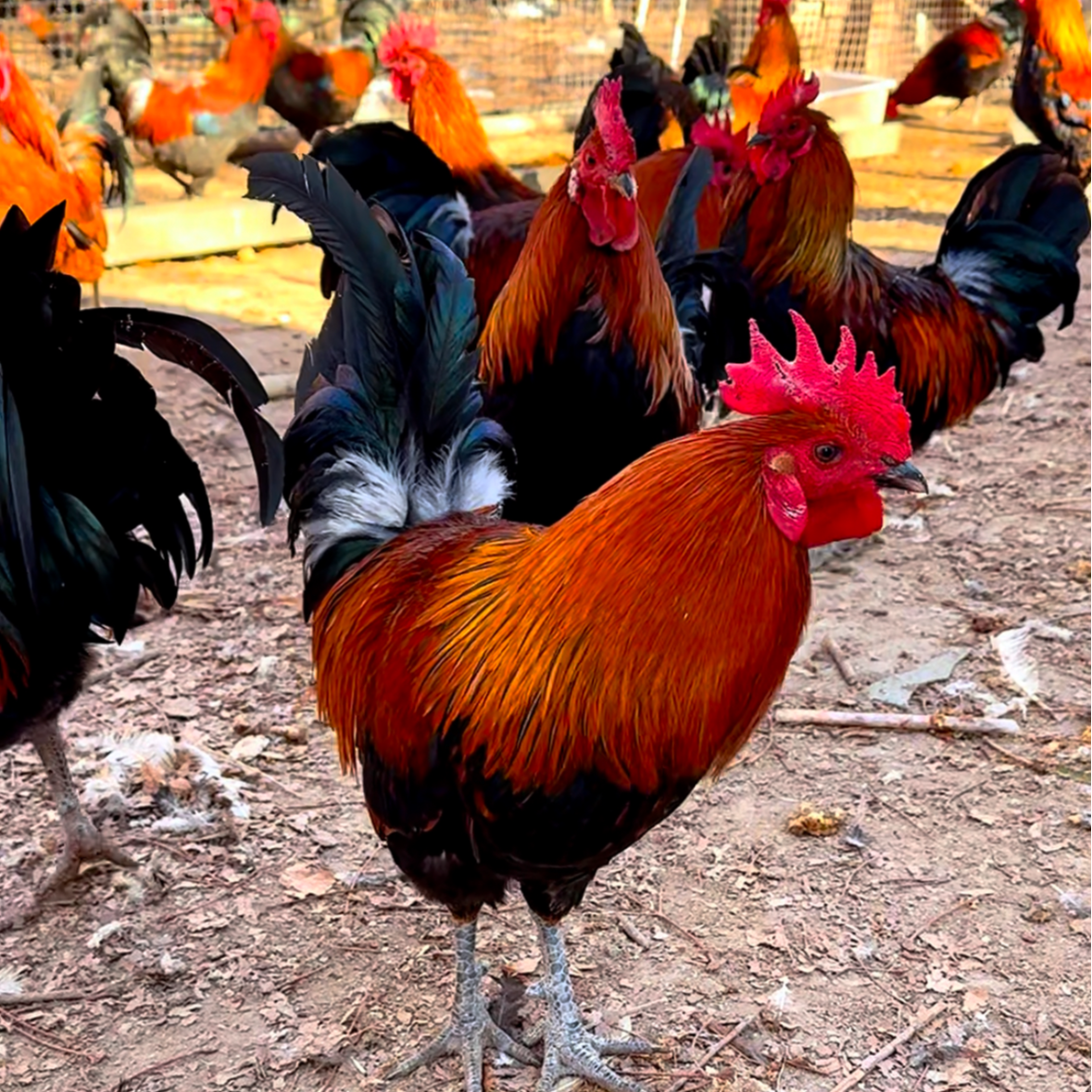 华北柴鸡大公鸡，笨鸡，土鸡