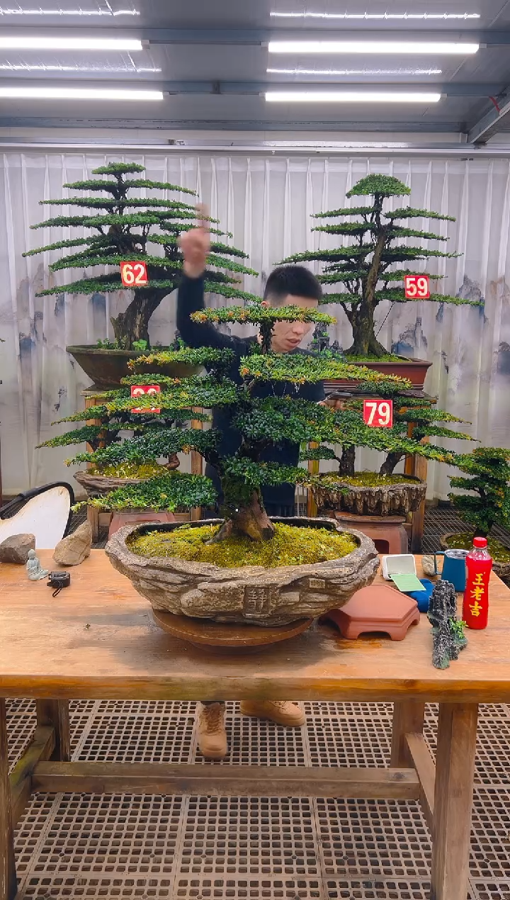 无花朵曹*俊精品盆景直播间一物一拍