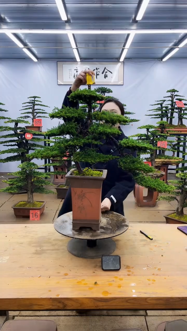 【闪购商品】高端盆景一物一拍，所见即所得