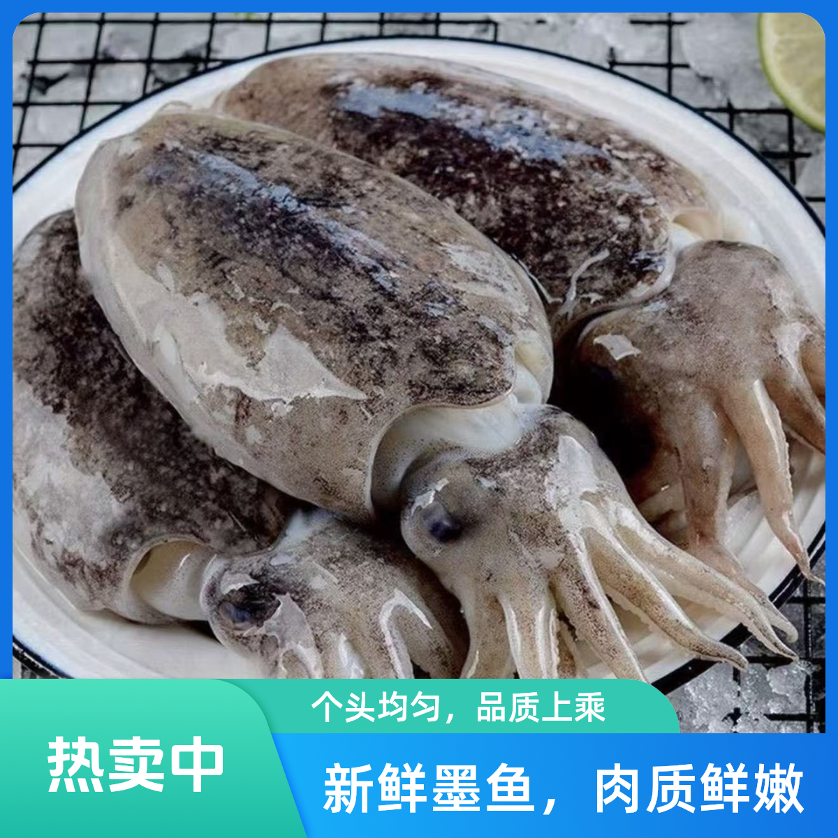 【茂八鲜】博贺港新鲜海捕墨鱼特大乌贼野生深海目鱼整只肉质肥厚