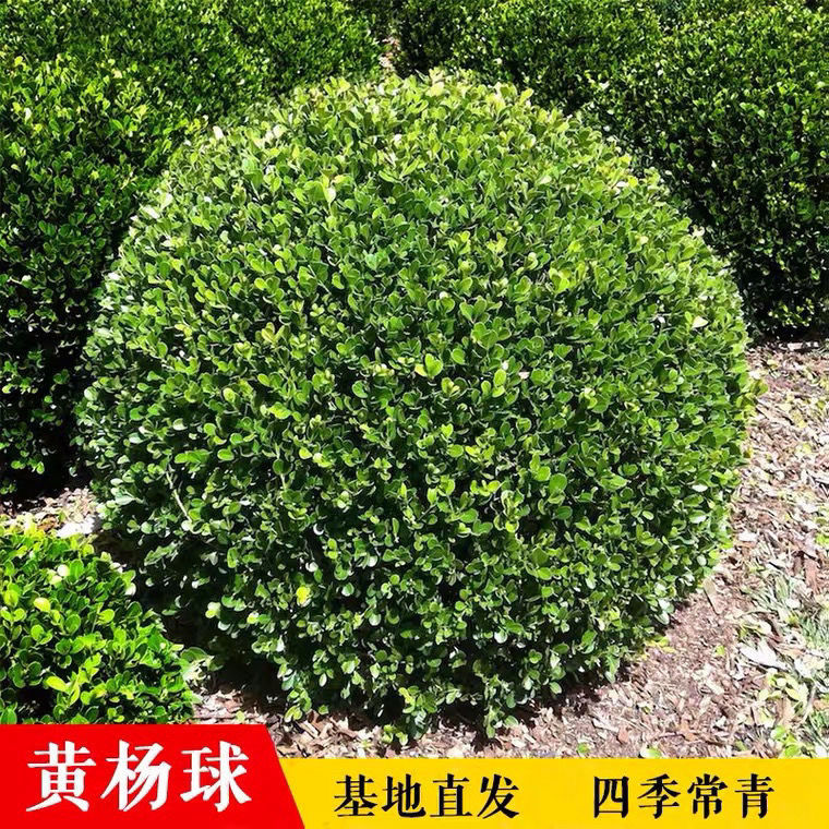 庭院绿篱植物造型树小叶黄杨树苗瓜子黄杨球盆景冬青树苗