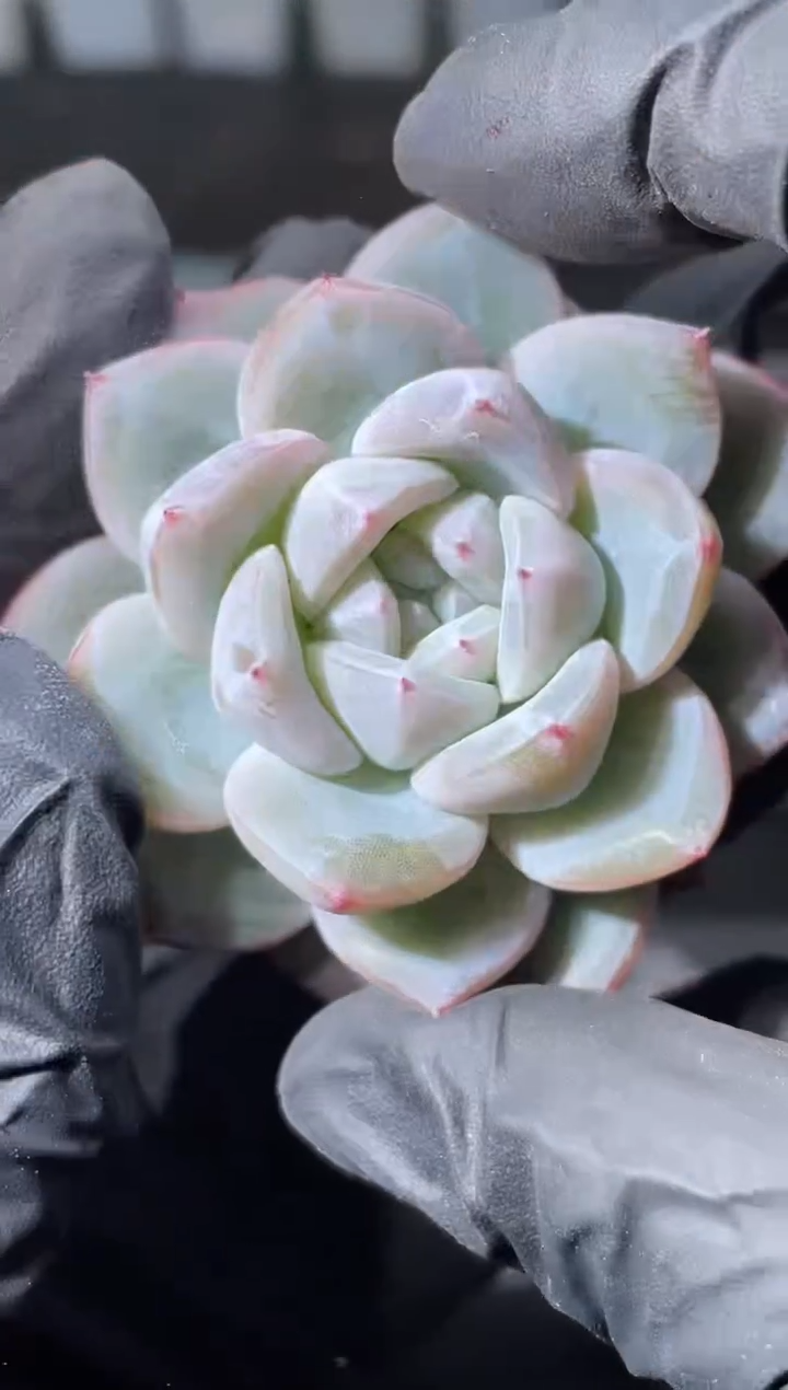 17-19冰灵3-4厘米量拍发一颗