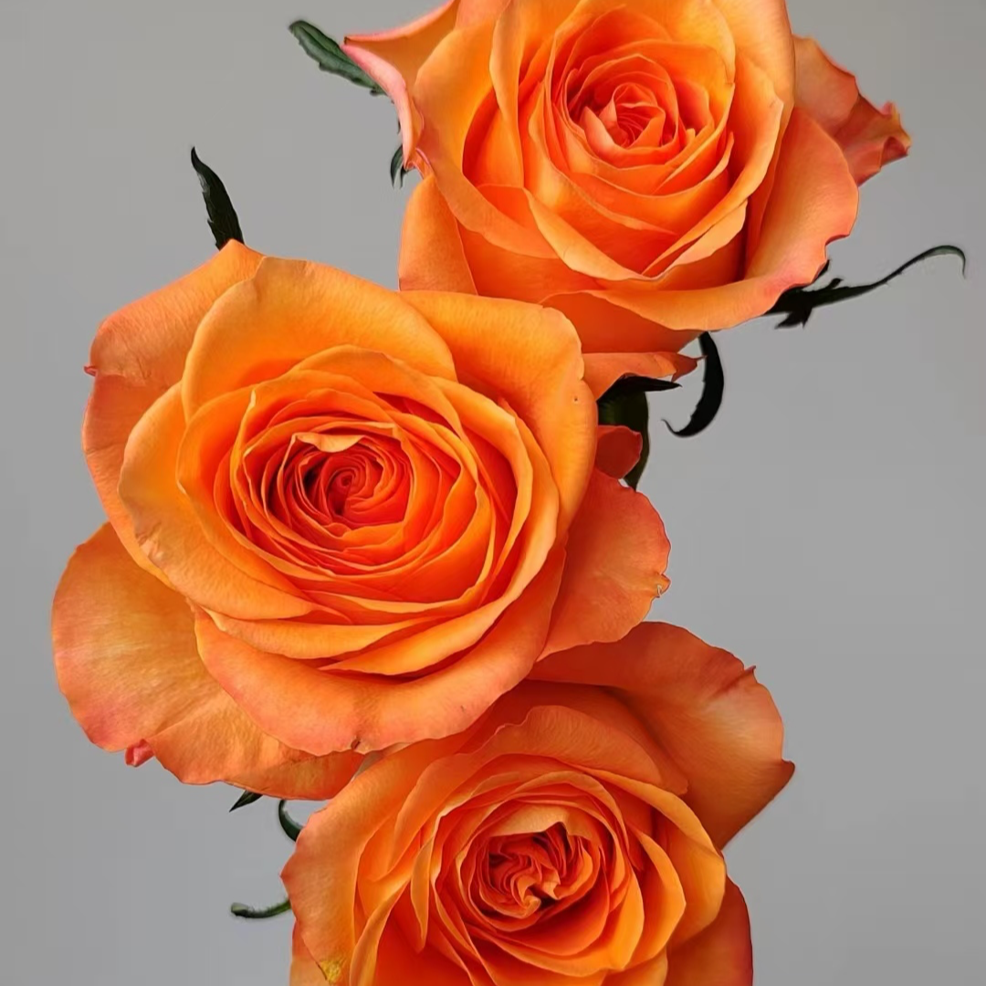 【邻家】【无土栽培】【国王日60cm】【二十支】单头玫瑰 全场两单包邮