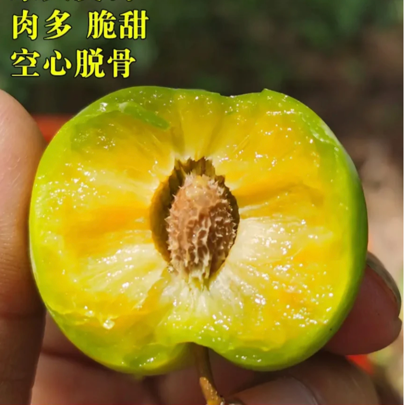 正宗脱骨青脆李新鲜水果酸甜可口产地现摘应季包邮