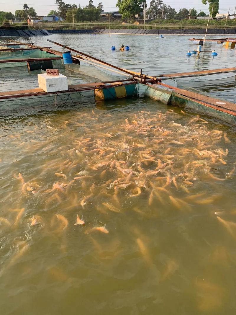 白子招财龙红眼银鳕鱼淡水鱼观赏食用鱼