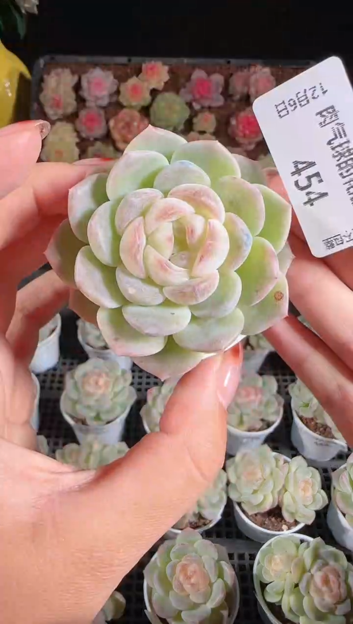 1206-454冰心28多肉群生不包整