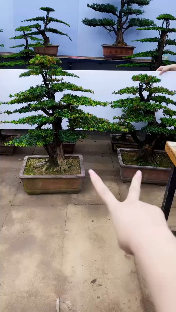 无花朵一物一拍，所见即所得