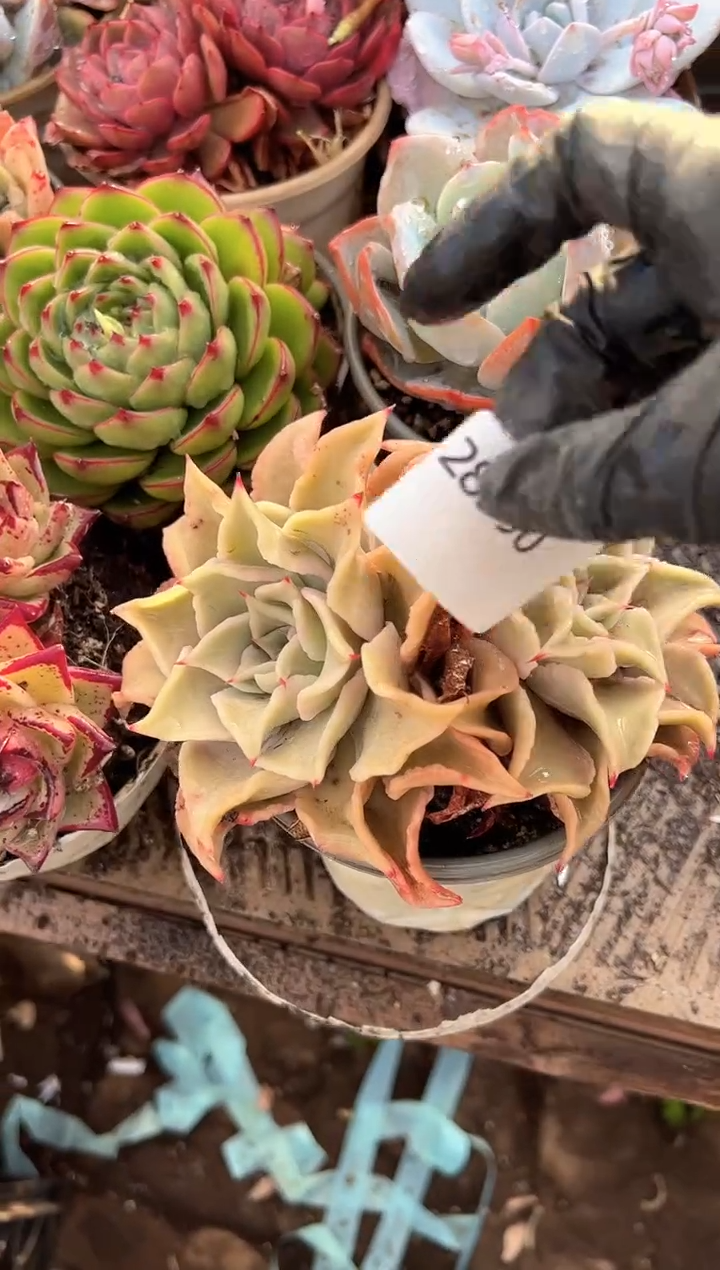 ღ****_多肉植物一物一拍28390