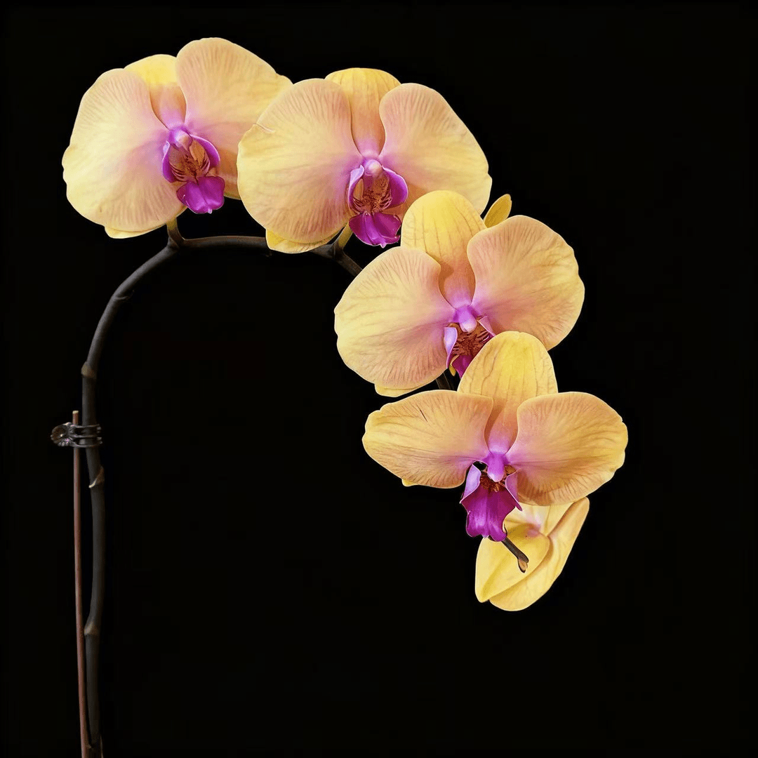 蝴蝶兰【元宝】高端花卉 客厅美观 基地直发