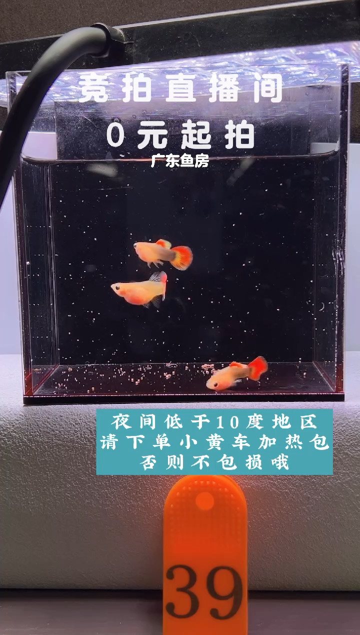 孔雀鱼玻璃猫串串三只编号39