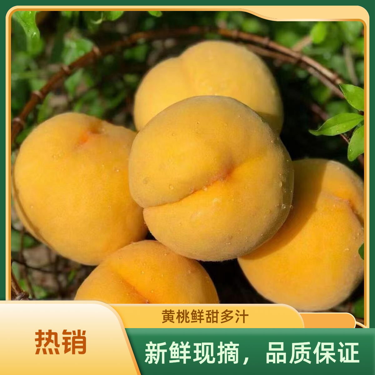 湖北露天果园直发现摘黄桃多汁脆甜爽口当季水果水蜜桃产地直发