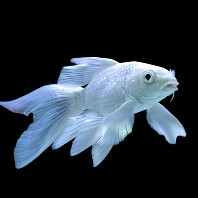 精品蝴蝶鲤台系白色（普身）观赏鱼 12-14公分