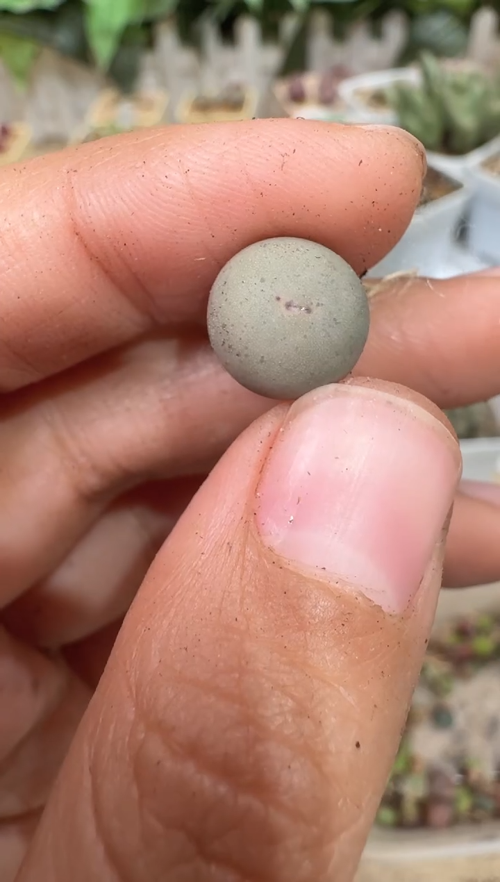 28-318多肉植物肉锥