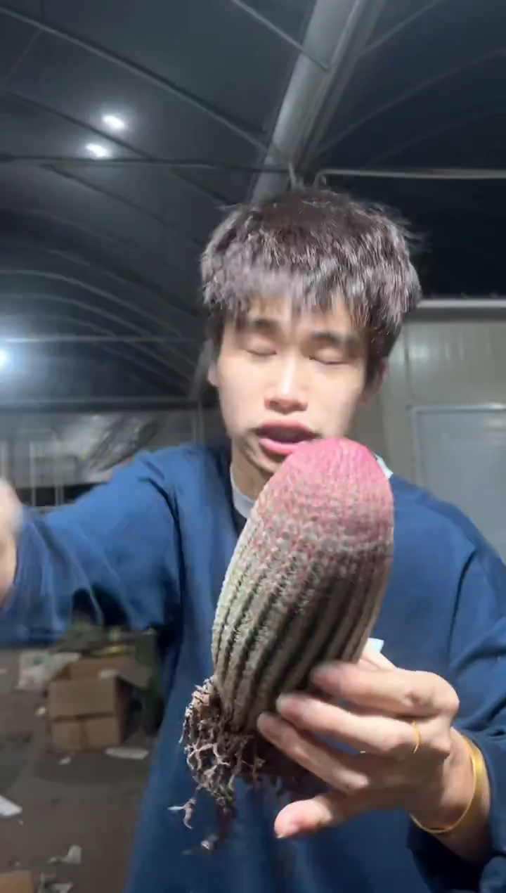 大胖单头 红太阳【带根】