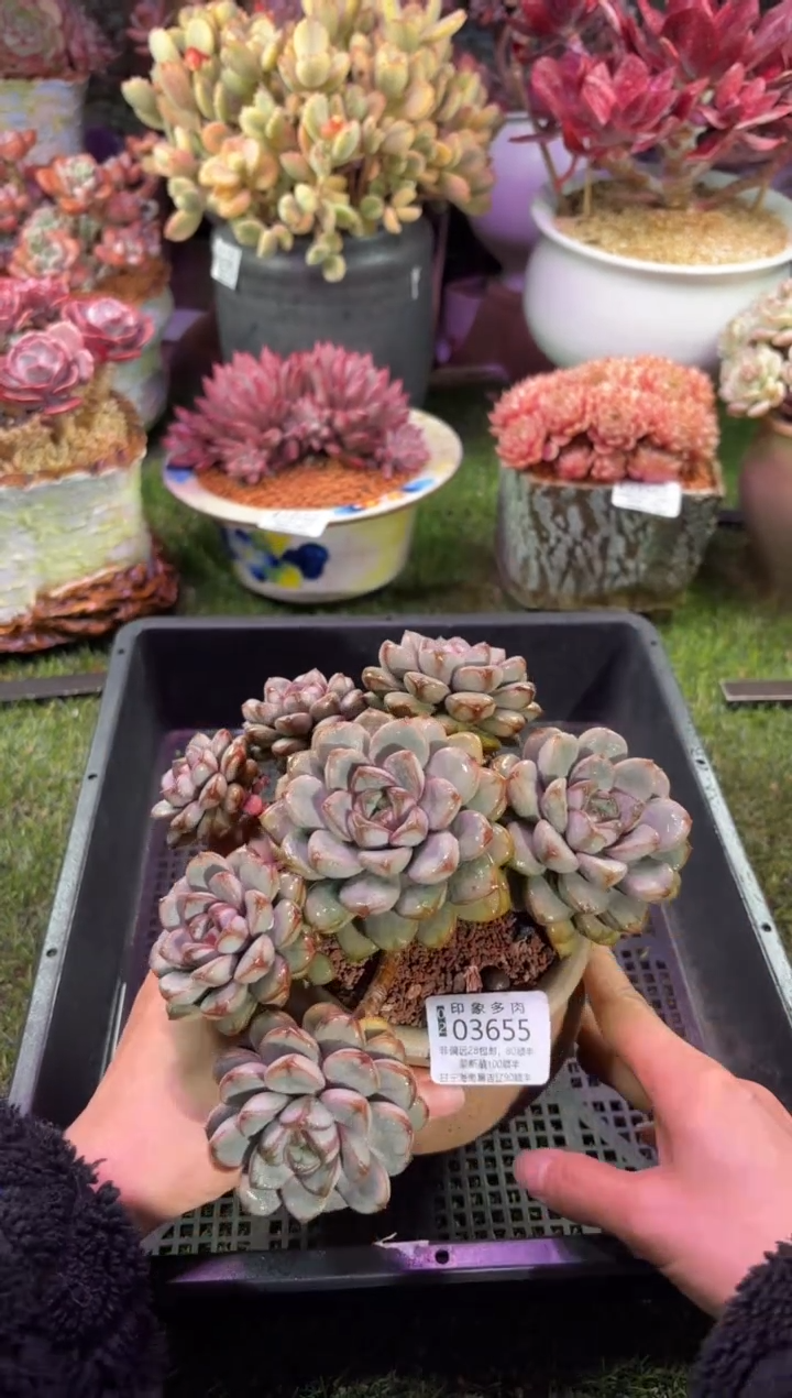 【闪购商品】03655