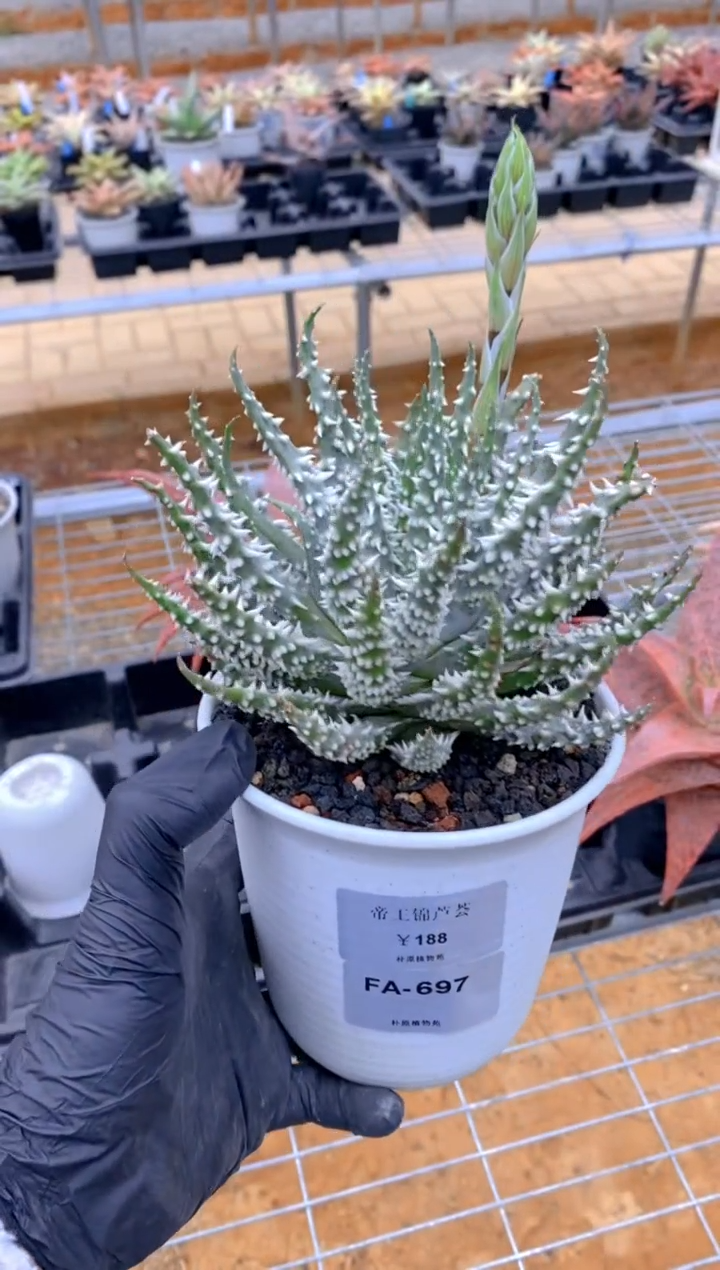 【闪购商品】帝王锦FA-697