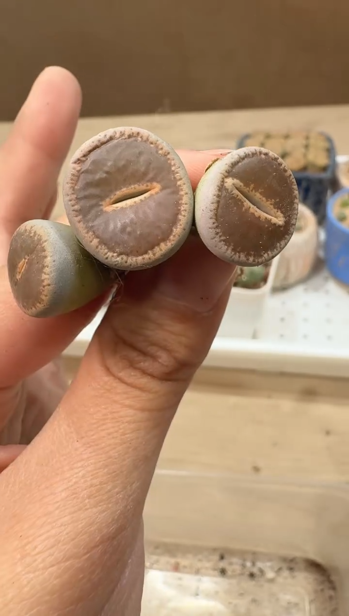 24-11多肉植物肉锥