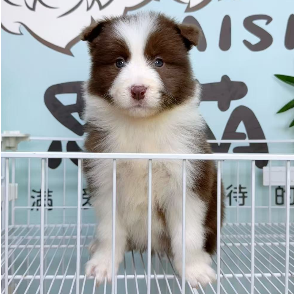 奶思家-咖啡边牧母可爱妹妹01151050边境牧羊犬