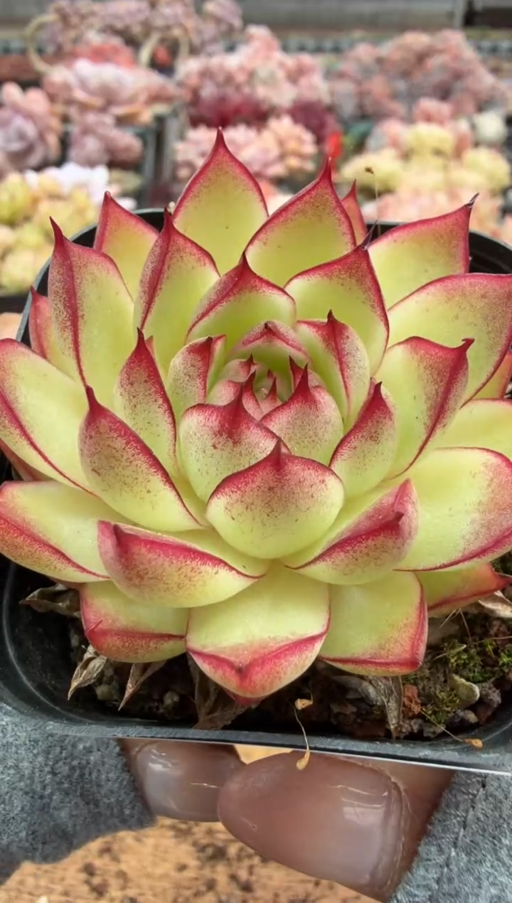 东云多肉园二店-181