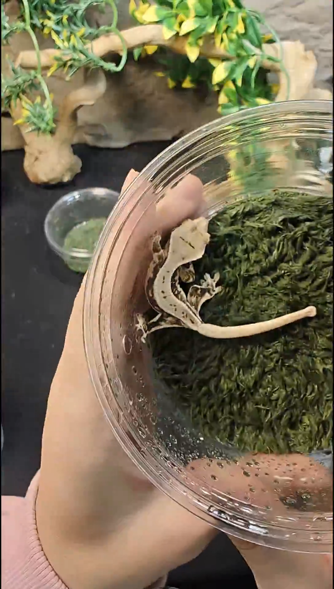 睫角守宫25-629黑底莉莉白