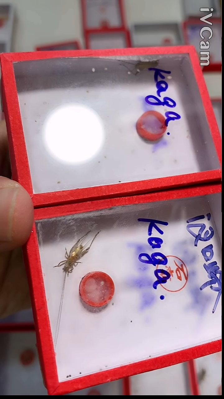 K**aKAGA一套石大黄全品