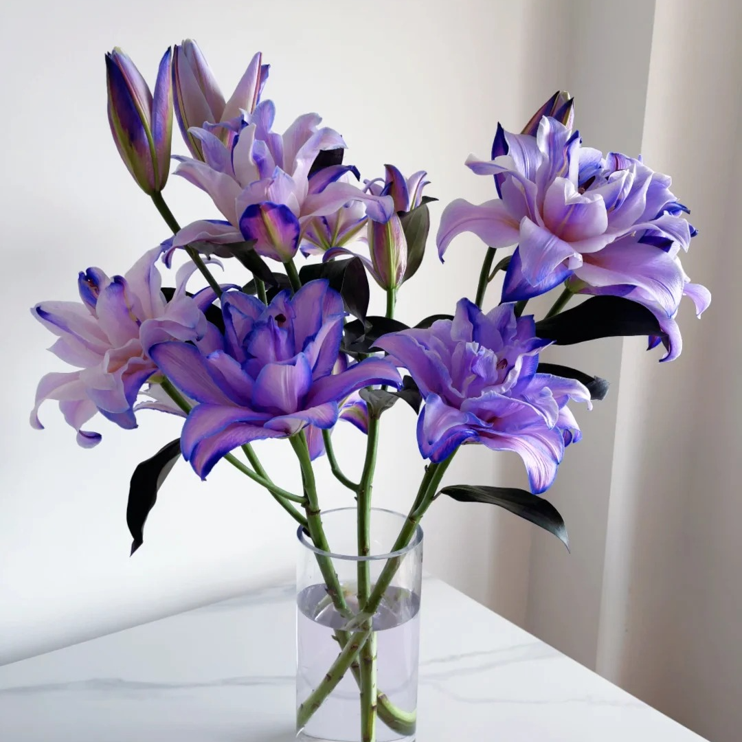 【静静甄选】紫雾幻影重瓣百合 任意2单鲜花升级顺丰京东德邦