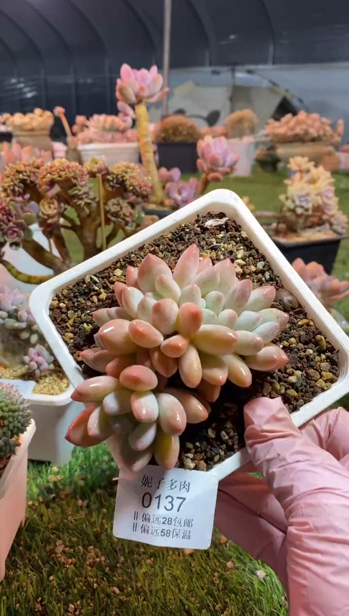 【闪购商品】0137a