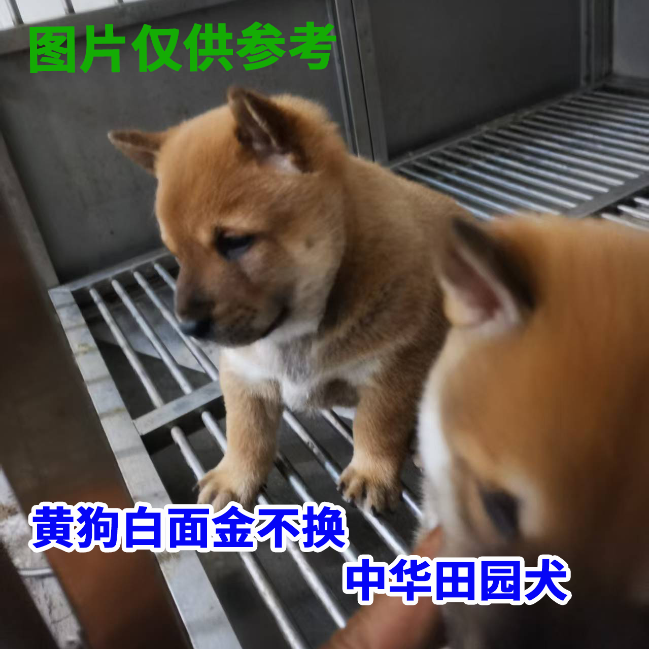 中华田园犬广西土猎黄狗白面狗狗宠物直播间挑选按需标本选择