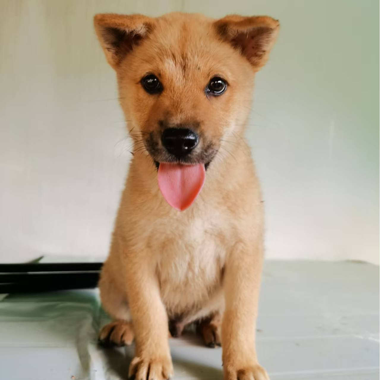 【广西河池五条狗】(田园犬小院)
