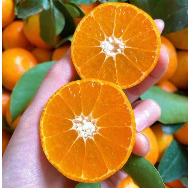 【无籽砂糖橘】果子又大又甜 非常耐寒 产量高 汁水多无籽桔子树苗
