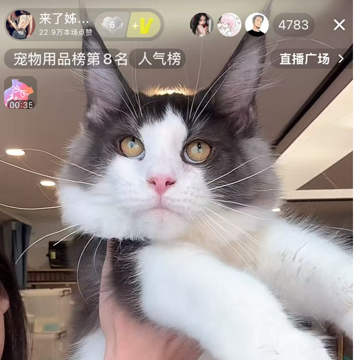 来了姊妹-黑白缅因猫 弟弟 38