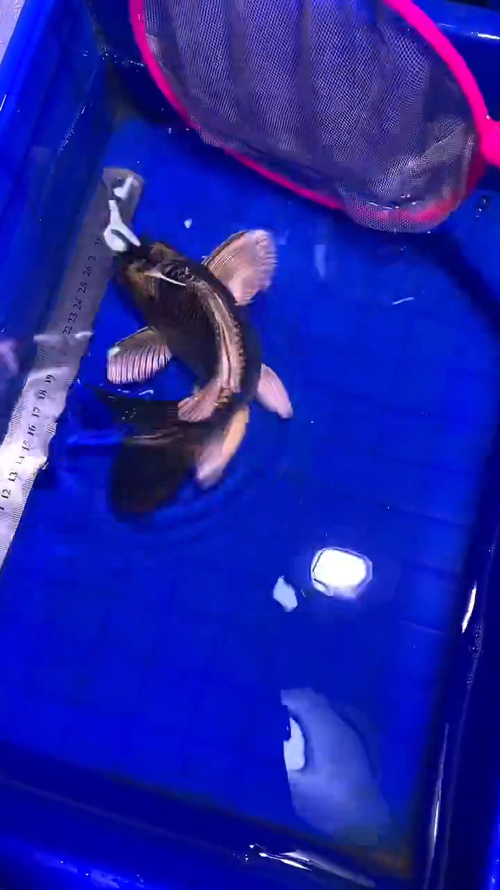 蝴蝶鲤鱼玉****）蝴蝶鲤直播选鱼专用链接 凭开箱视频售后 微瑕
