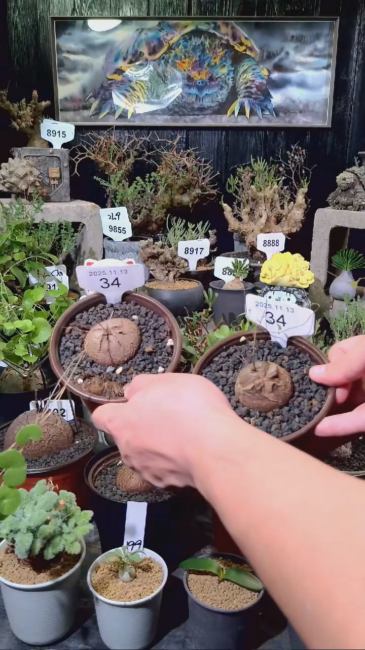 34号1113福利南非龟甲龙买一送一