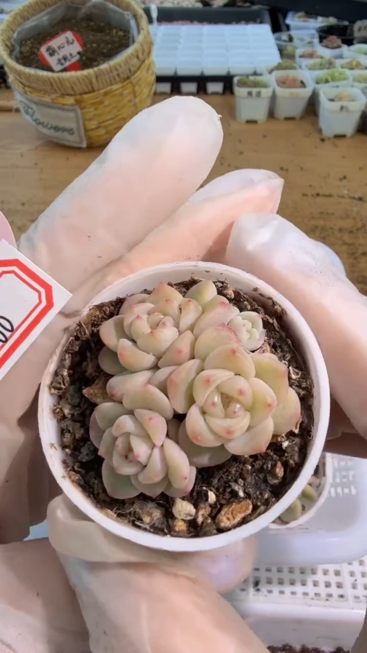 T600 /3头 五方一盆 单双混 量拍混发