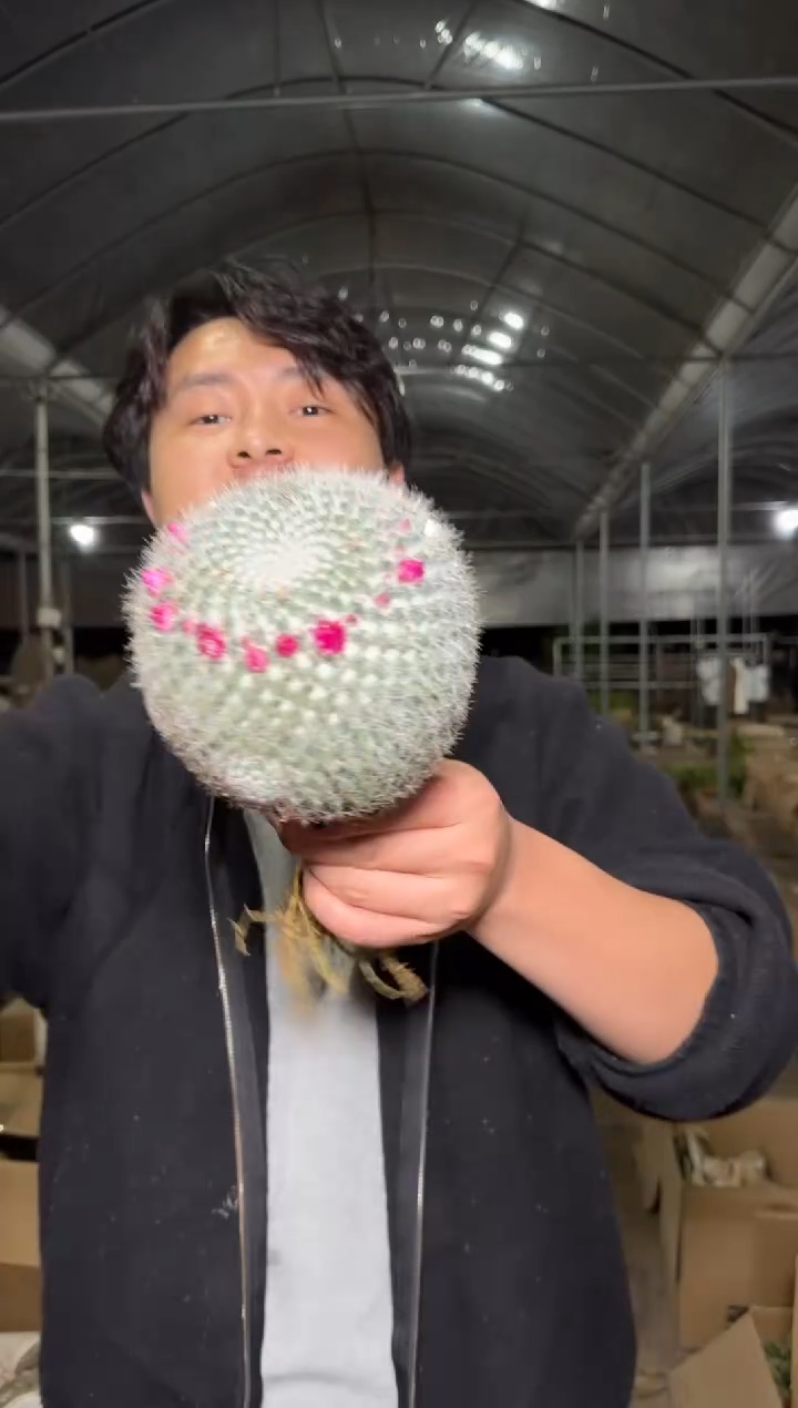 大单头 玉翁【实生根】不指定带花苞