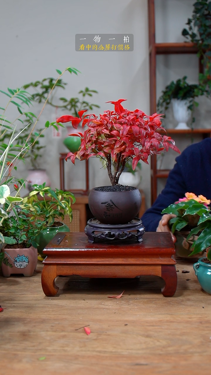 完全开放萍*～139南天竹