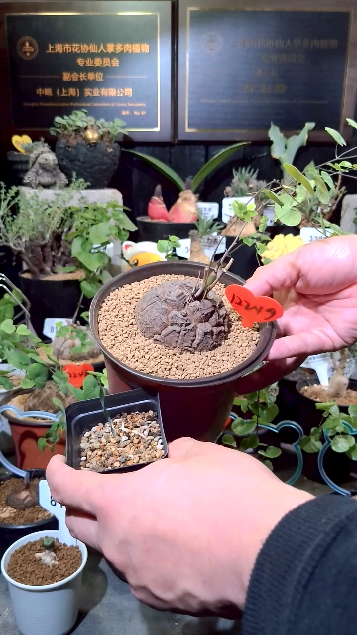 12249号1224圣诞福利植物南非龟甲龙单颗加巨凤宝宝一个