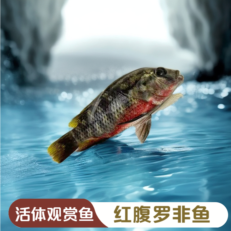 吉利慈鲷红腹罗非鱼小型鱼好养适合新手原生观赏鱼生态非洲热带鱼