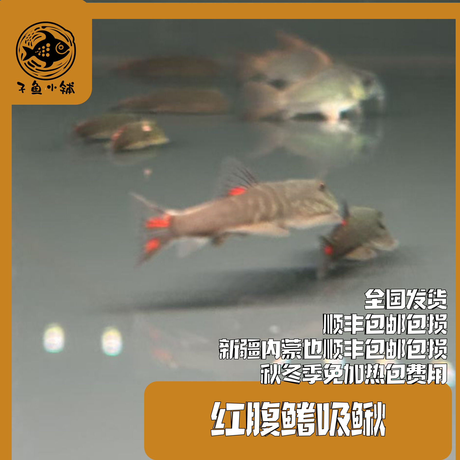 子鱼小铺甄选 红腹鳍吸鳅东南亚小型热带鱼淡水混养南美缸草缸